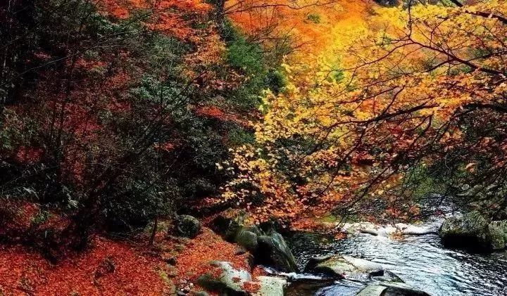河南秋季最美红叶,河南十大红叶观赏地