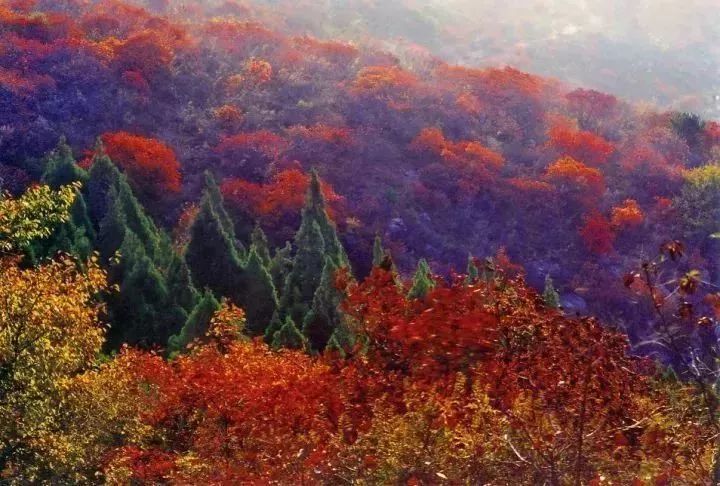 河南秋季最美红叶,河南十大红叶观赏地