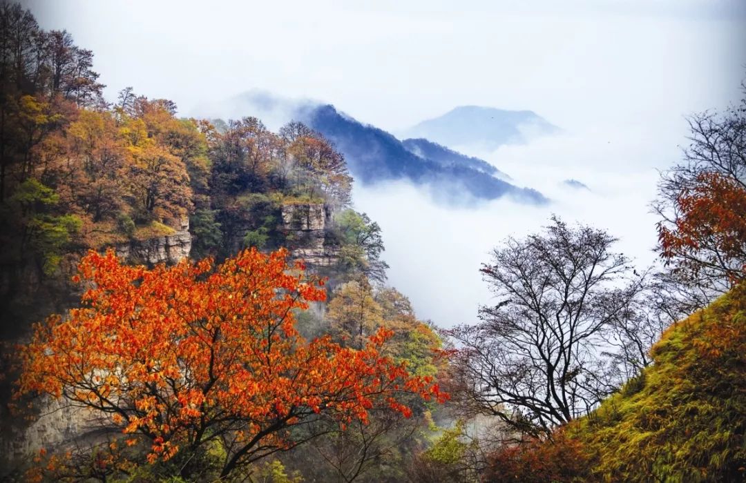 河南秋季最美红叶,河南十大红叶观赏地