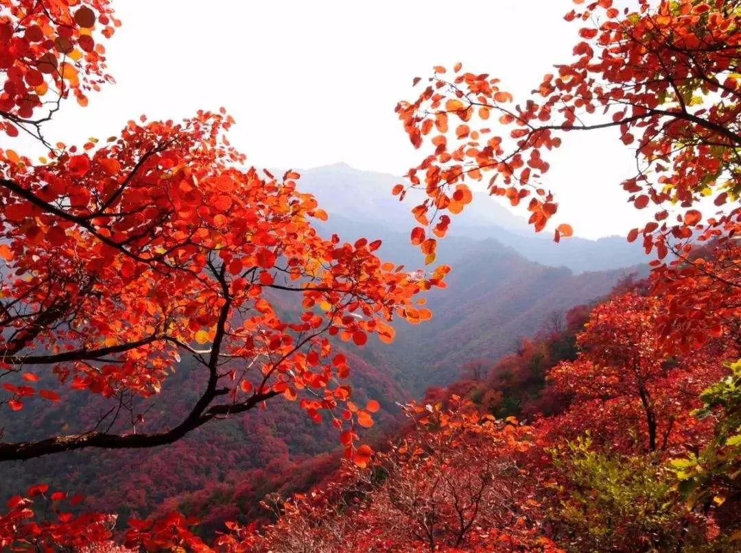 河南秋季最美红叶,河南十大红叶观赏地