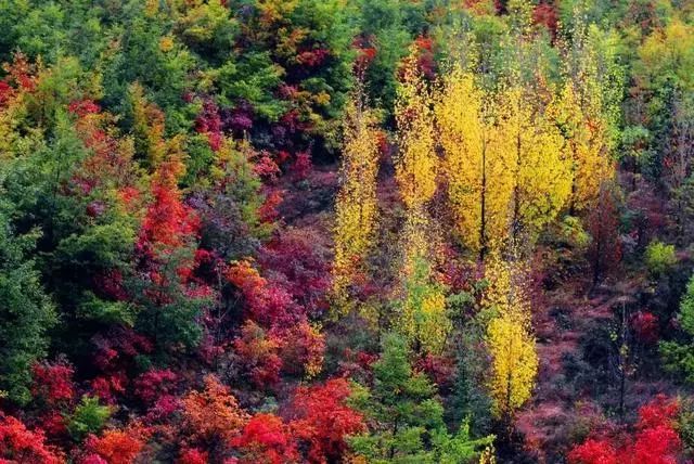 河南秋季最美红叶,河南十大红叶观赏地