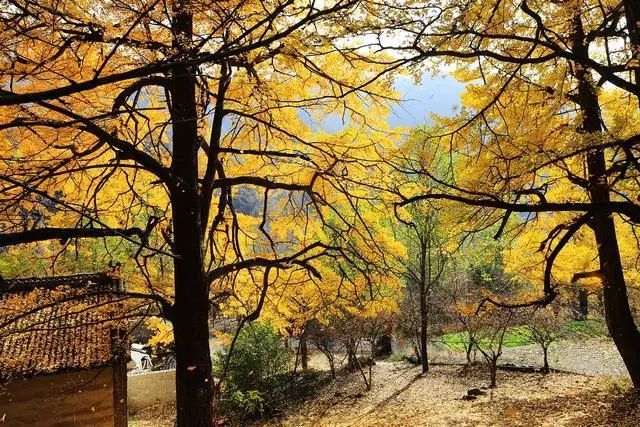 河南秋季最美红叶,河南十大红叶观赏地