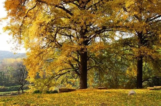 河南秋季最美红叶,河南十大红叶观赏地