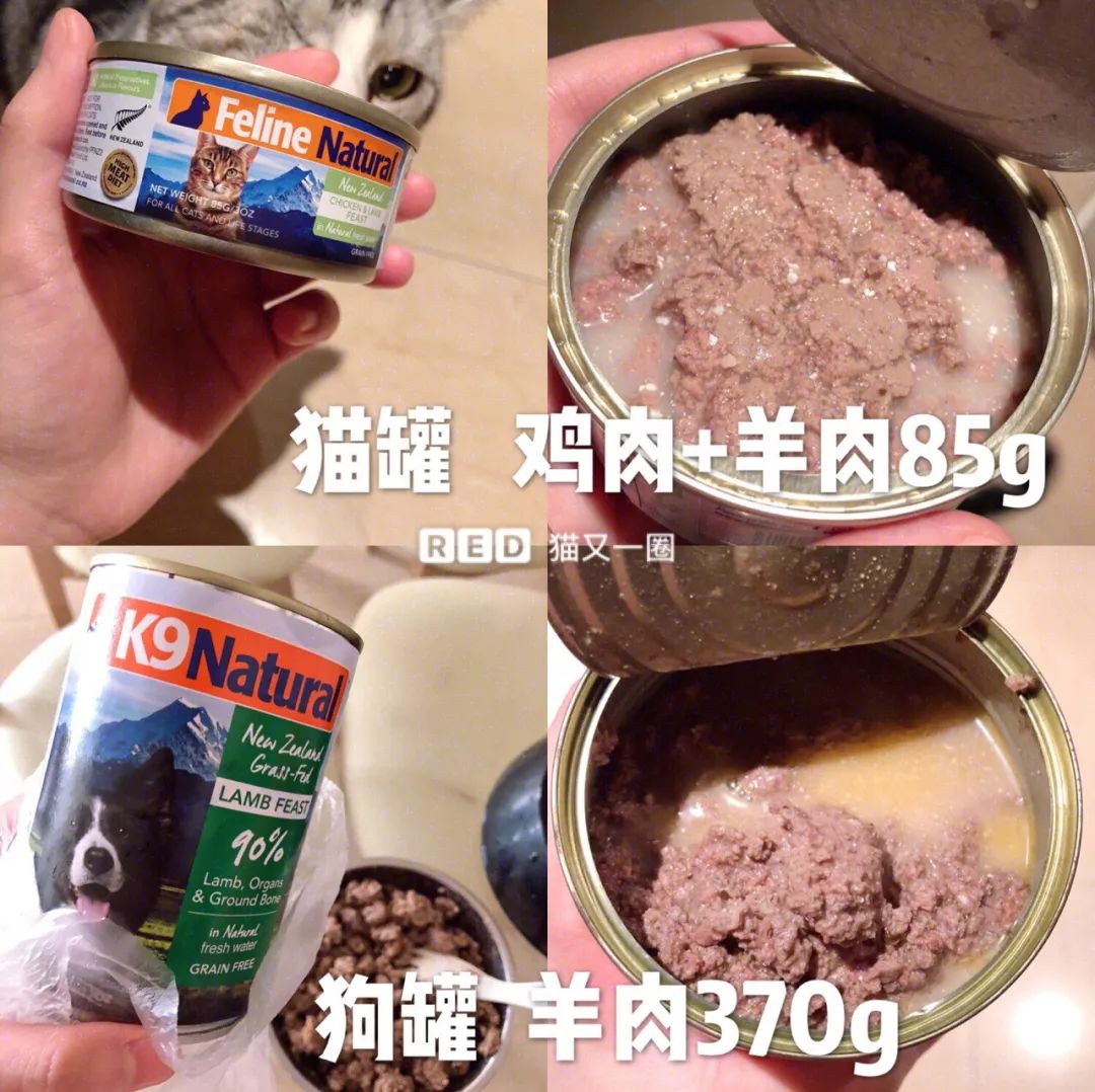 11.11宠物必买清单丨盘点那些被无限回购的萌宠爱用品