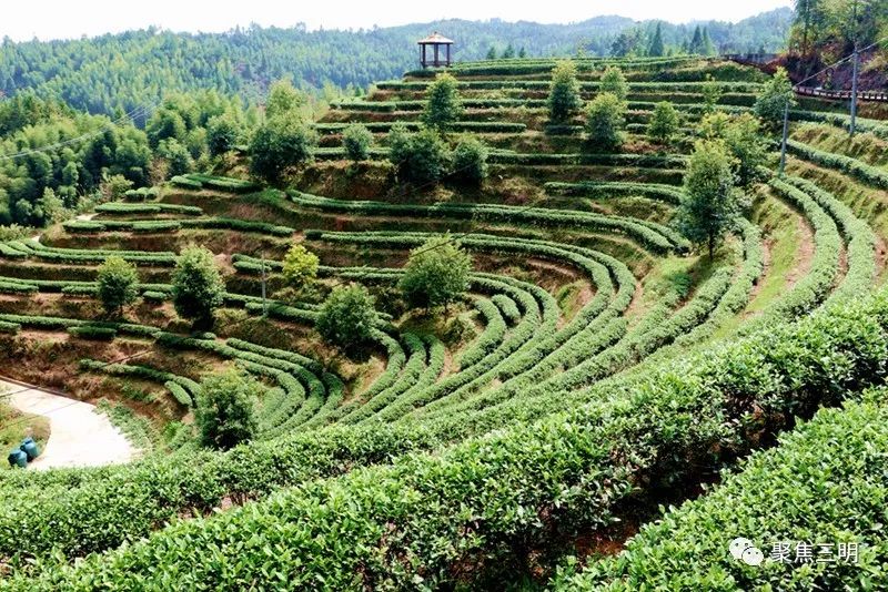 集装箱式民宿推荐,福建特色树屋民宿度假屋结构