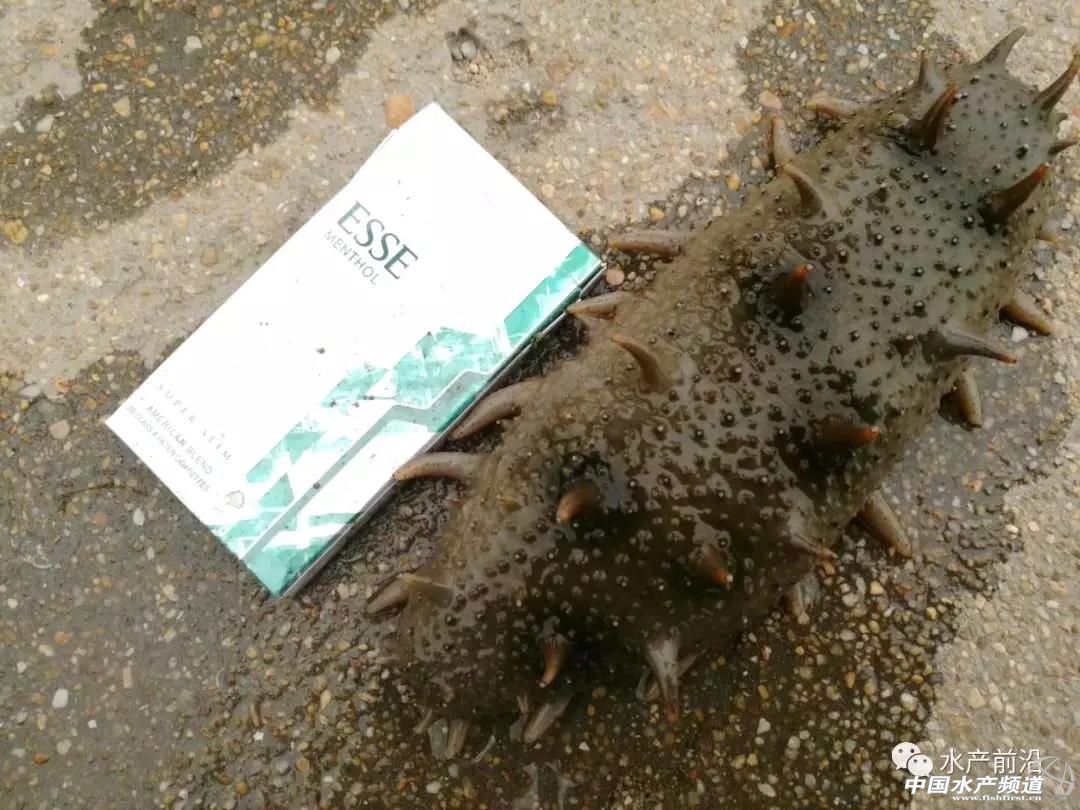 海参最低多少钱一斤,120斤野生海参价格