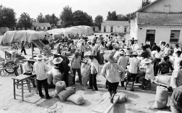 80年代交公粮真实情景视频,回忆三十多年前交公粮的情景