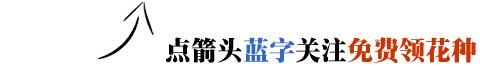 春夏季开花的兰花种类大全,花期比较长的兰花有哪几种