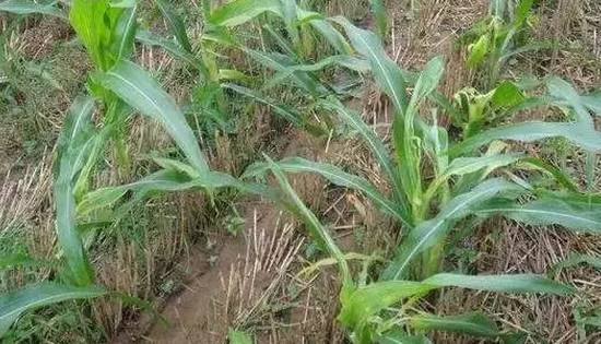 玉米苗期病虫害的防治,玉米苗期虫害用什么药有效
