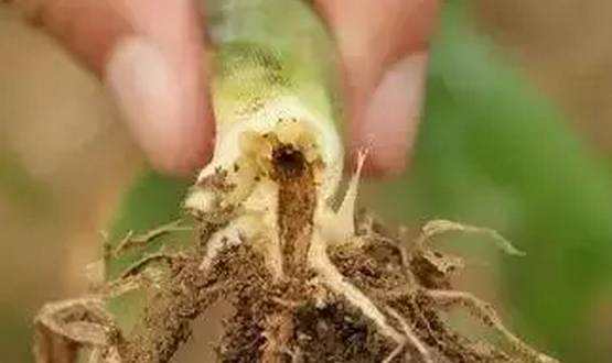 玉米苗期病虫害的防治,玉米苗期虫害用什么药有效