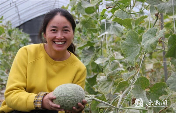 一根藤连着千年缘分,一根藤缠绕一棵相思的树