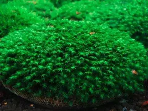 莫丝水草图片,粉色莫丝水草
