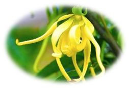 NC×NYR｜一堂疗愈皮肤与身心的DIY课堂，本周六如约而至