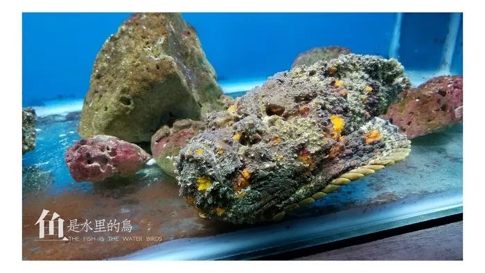 越南芽庄,越美芽庄是什么