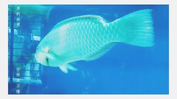 越南芽庄,越美芽庄是什么