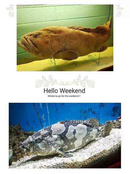 越南芽庄,越美芽庄是什么