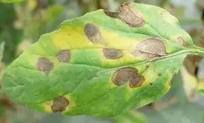 番茄苗定植后需要预防哪些病害,保护地栽培番茄容易出现哪些病害