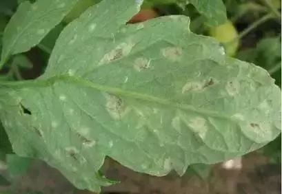 番茄苗定植后需要预防哪些病害,保护地栽培番茄容易出现哪些病害