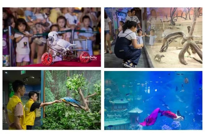 2009年九城置业杯视频,九城置业杯冠军