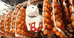 螃蟹跟柿子一起吃会中毒吗,螃蟹和柿子一起吃会中毒