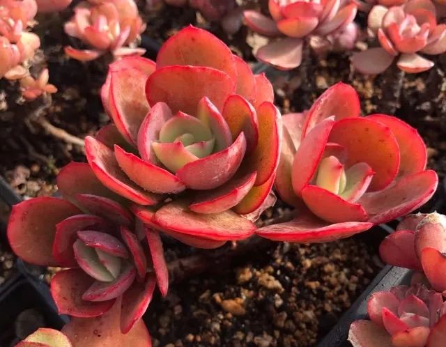 多肉怎么长大得快点,多肉怎么长成一大朵