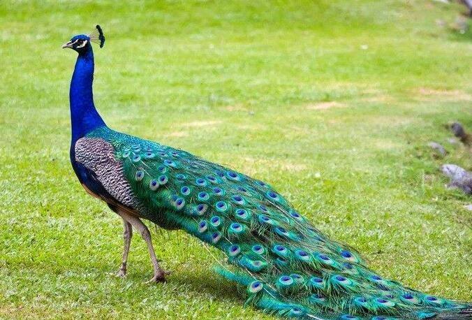 养殖孔雀致富能人,养殖孔雀一只投资多少