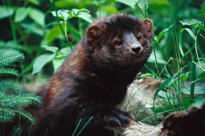 凶猛的山猫,最凶猛的山猫
