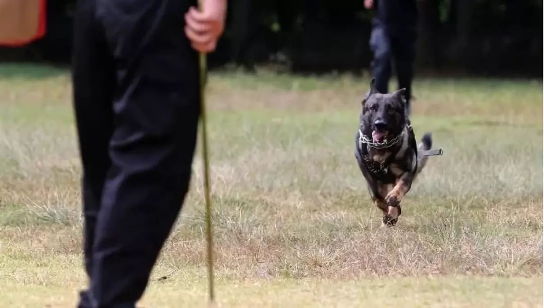 澶鐩楃獌璀︾姮,澶鎹″埌璀︾姮琚姄