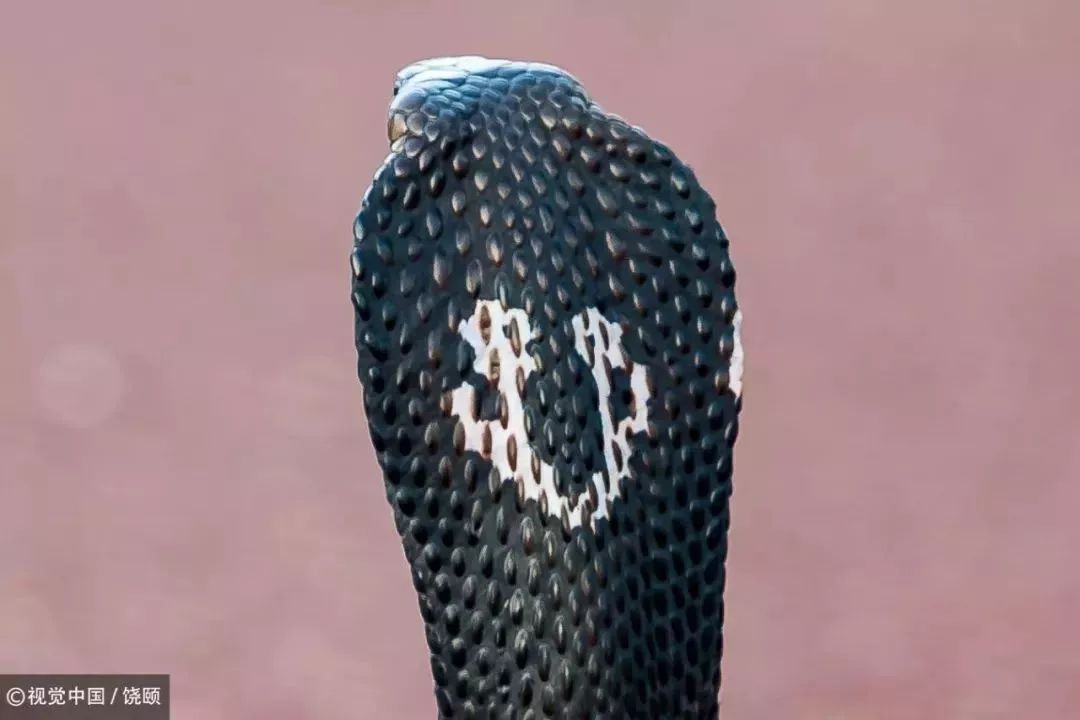 刷爆今天池州人朋友圈的舟山眼镜蛇，喜欢待在啥地方？专家这样说……