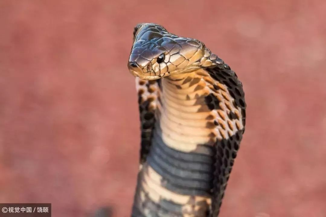 刷爆今天池州人朋友圈的舟山眼镜蛇，喜欢待在啥地方？专家这样说……