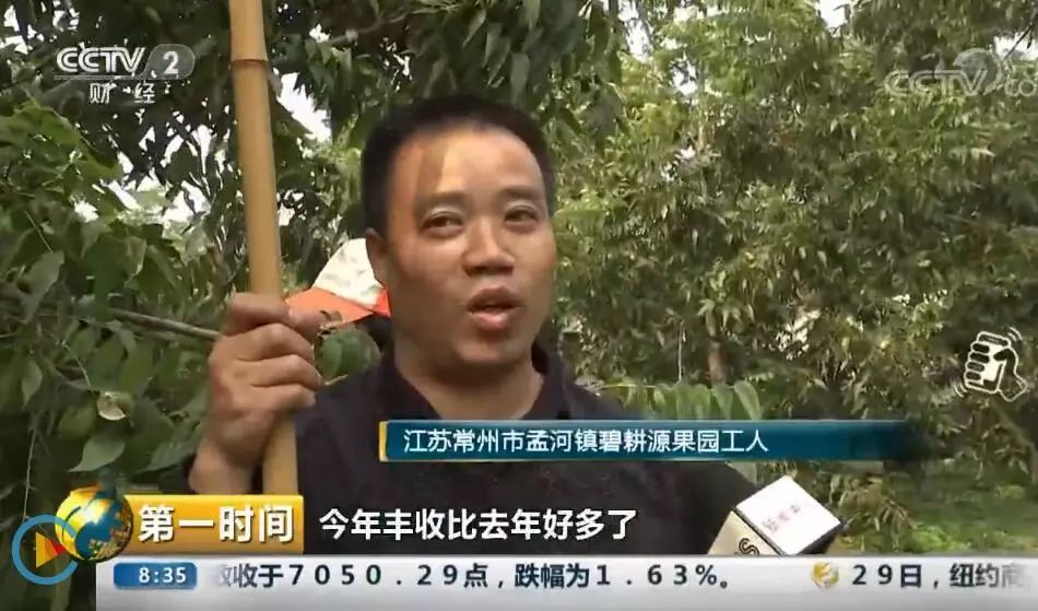 碧根果致富项目,碧根果获丰收小果实带动新产业