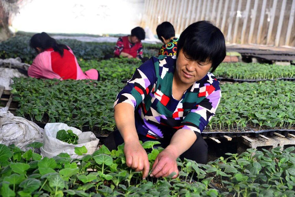 聊城市最美的村,山东聊城著名特色小镇有哪些