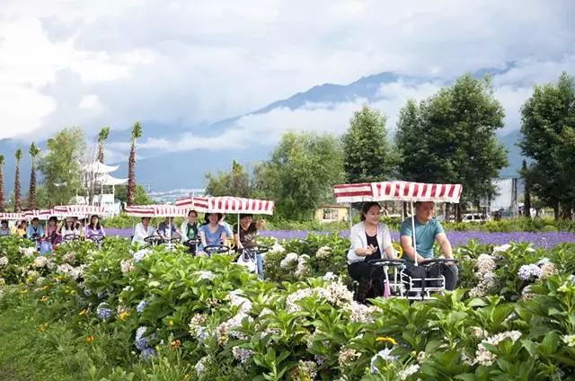 大理云海花海,大理花海漫步