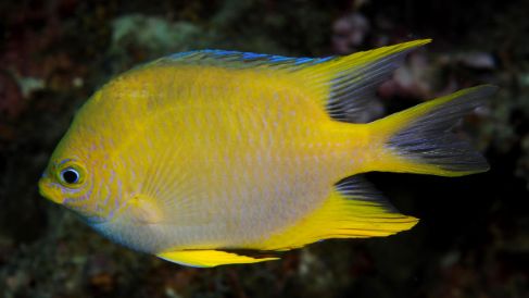 海水小百科四间雀,海底小百科帝王蟹