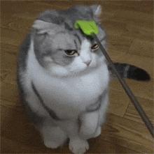 养猫的用处每一个都好硬核 (年轻人养猫和老人养猫的区别)