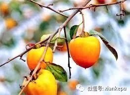 柿子被称为“果中圣品”，吃柿子应该关注啥？