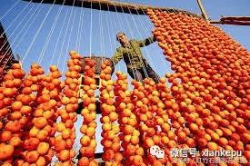 柿子被称为“果中圣品”，吃柿子应该关注啥？