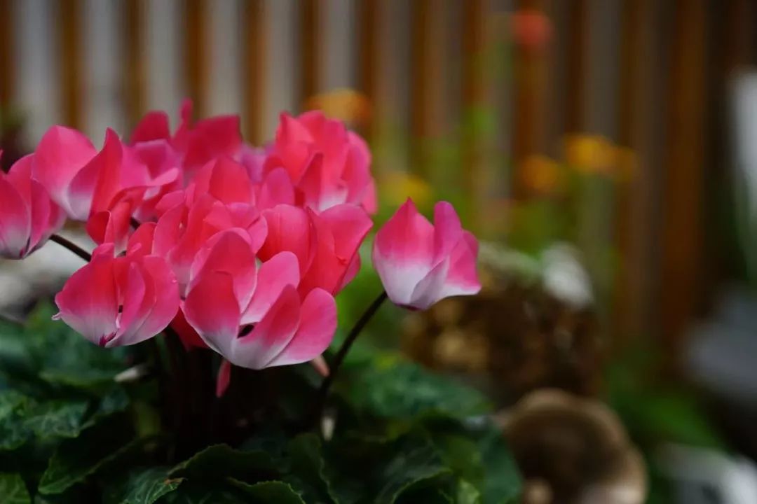 双11的第六天：给大家安利这款冬日绝不可错过的兔耳朵花