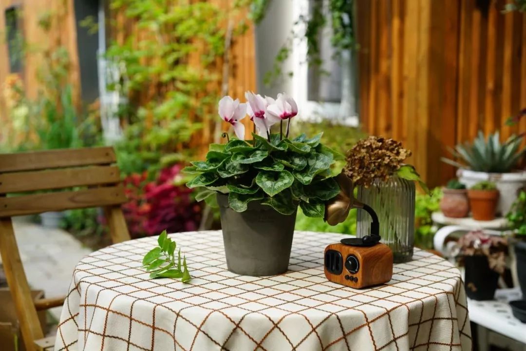 双11的第六天：给大家安利这款冬日绝不可错过的兔耳朵花