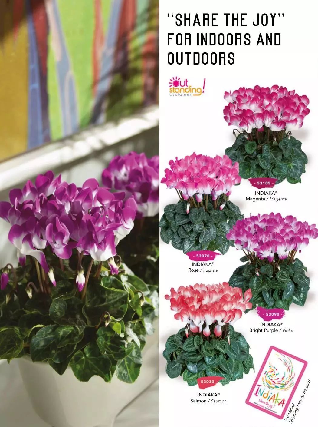 双11的第六天：给大家安利这款冬日绝不可错过的兔耳朵花