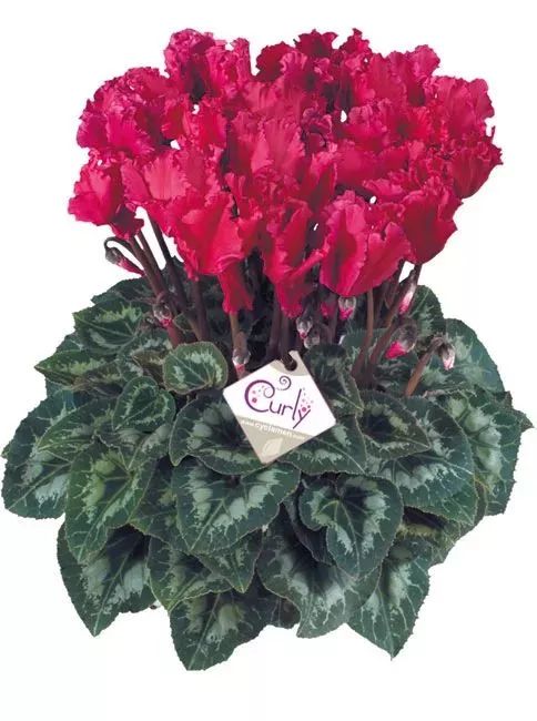 双11的第六天：给大家安利这款冬日绝不可错过的兔耳朵花