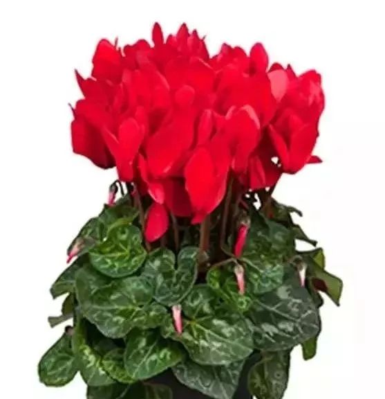 双11的第六天：给大家安利这款冬日绝不可错过的兔耳朵花