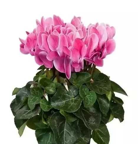 双11的第六天：给大家安利这款冬日绝不可错过的兔耳朵花