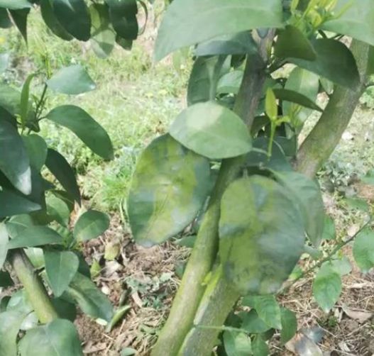 果树青苔严重是什么原因,果园青苔解决方法