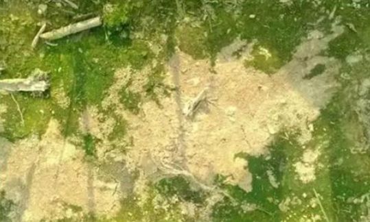 果树青苔严重是什么原因,果园青苔解决方法