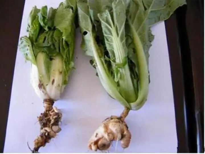 蔬菜根肿了怎么治疗,蔬菜根肿了怎么处理