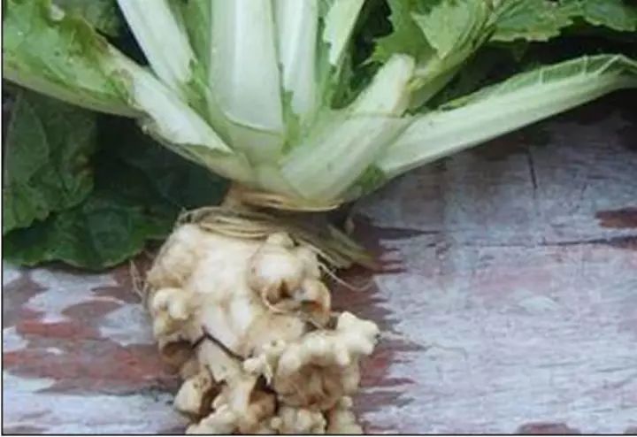 蔬菜根肿了怎么治疗,蔬菜根肿了怎么处理