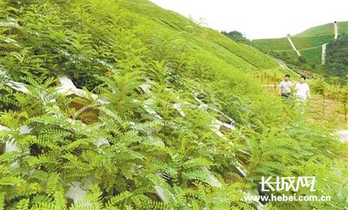 迁安市矿山修复治理,迁安废矿山