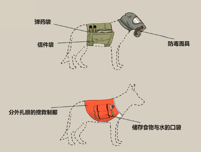 最忠实的军犬有哪些,哪些比较忠诚的军犬