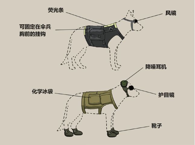 最忠实的军犬有哪些,哪些比较忠诚的军犬